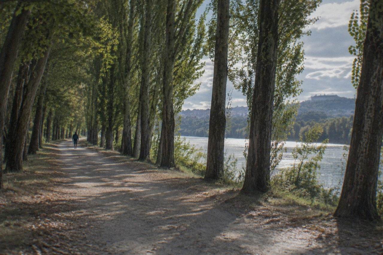 A riverside forest path with tall trees and dappled light beside a wide calm river