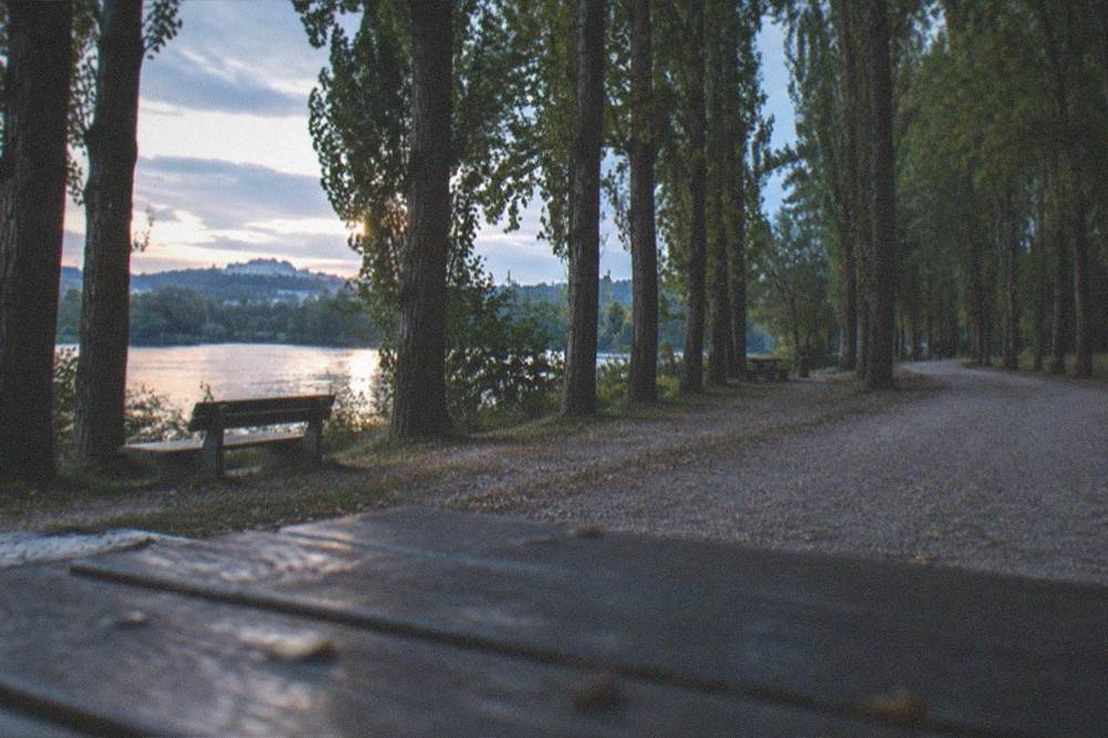 A shaded riverside clearing with benches and a gravel path curving away under the trees