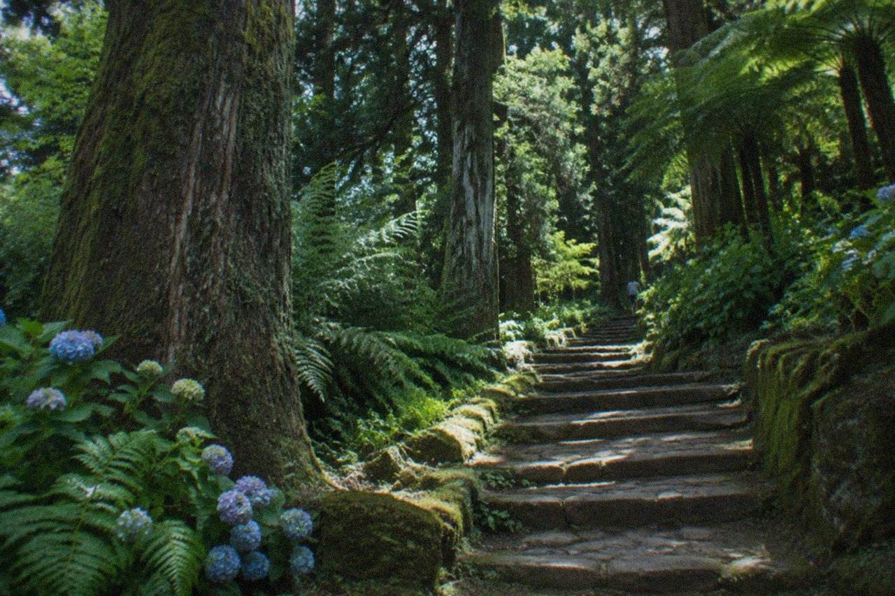 Tall trees along a shaded forest path with dappled sunlight reaching the ground