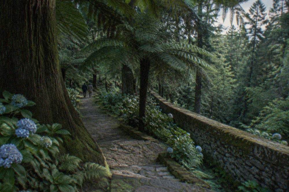 A stone wall running along the edge of a dense green forest