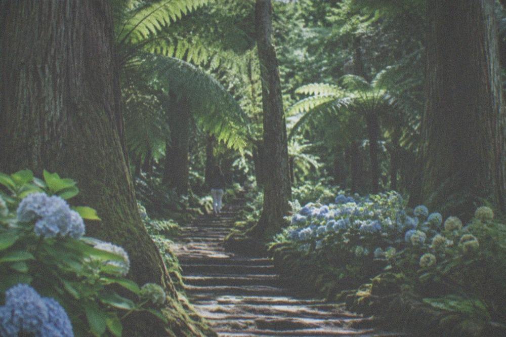 Sunlight falling through a high green canopy onto a quiet walking trail