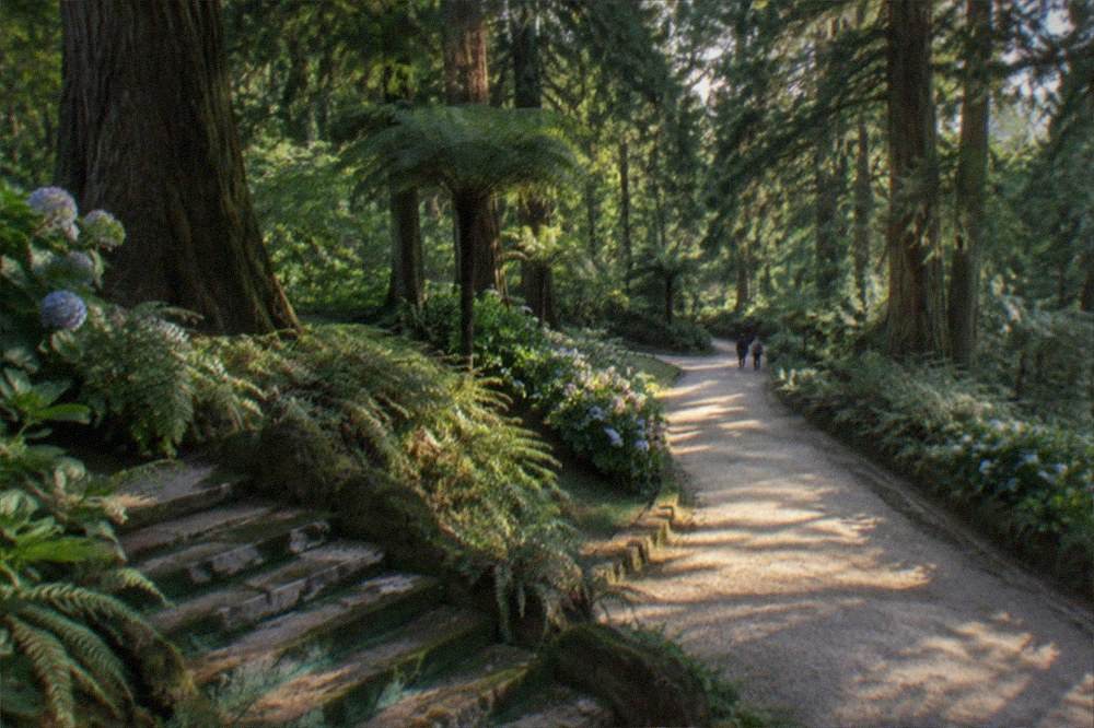 A wide gravel path curving between very tall old trees in late afternoon light