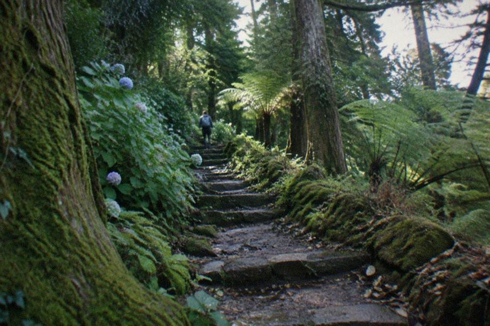A wooded path in the Buçaco forest with tall trees and dappled light