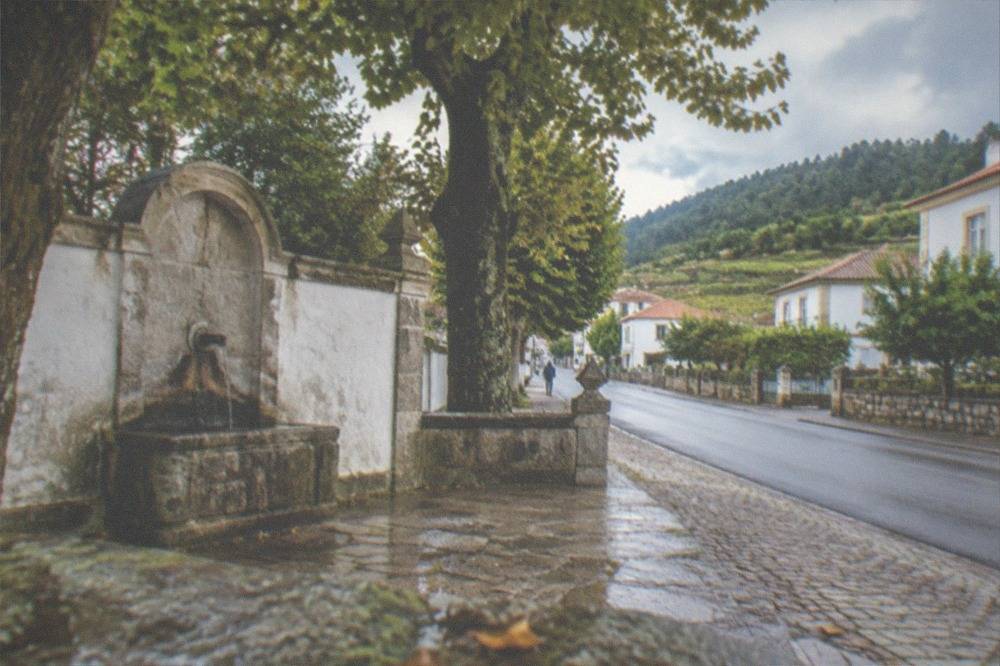A country road in Portugal lined with vineyards and low stone walls