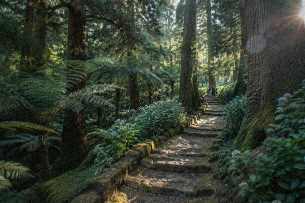 A wooded path in the Bussaco forest with tall trees and dappled sunlight