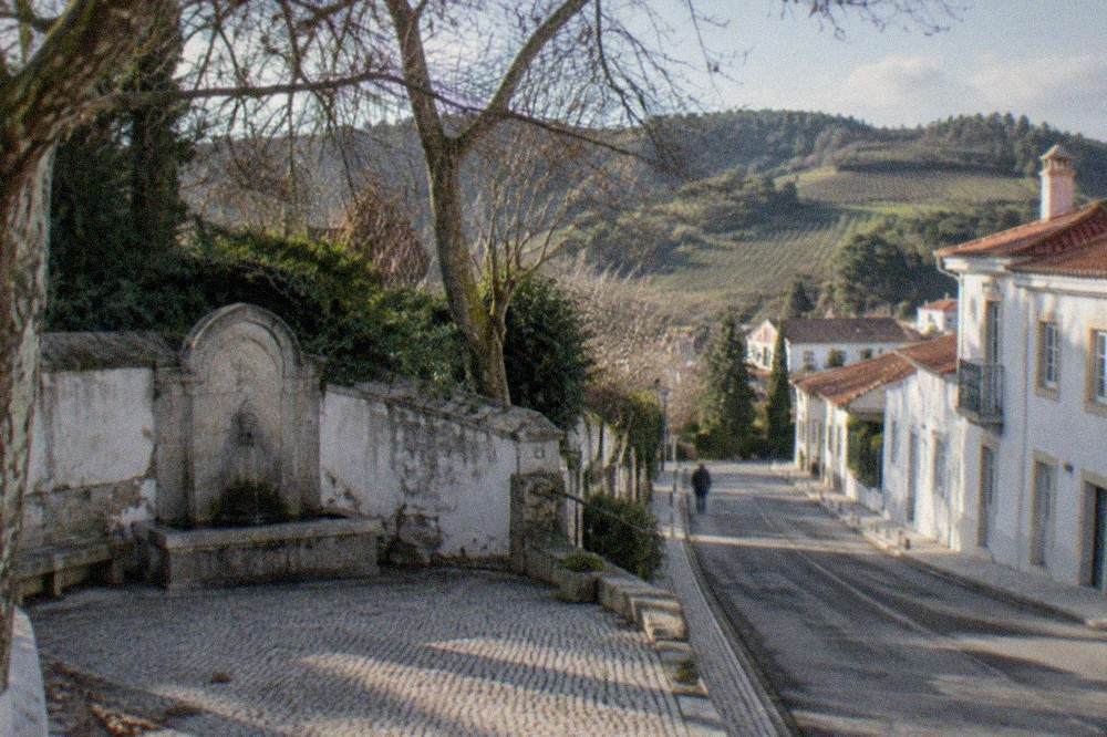 Rows of vines on rolling hills in central Portugal under a clear afternoon sky
